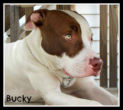 . Bucky (foster home also needed) .