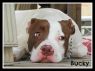 . Bucky (foster home also needed) .