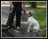 . Bucky (foster home also needed) .
