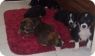 Volunteers needed for dogs rescued from India