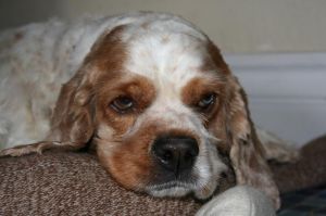 . Daisy .