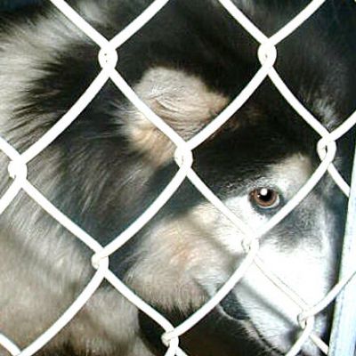 Northern Lights Sled Dog Rescue