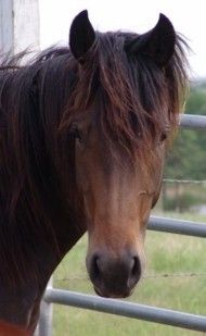. Cheyenne .