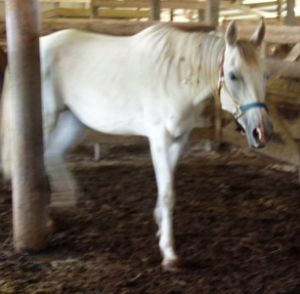 . Prancer .