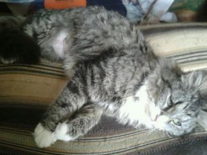 . Fuzzy .