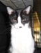 . Smudge .