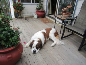 . Gracie .