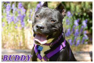 . BUDDY .