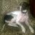 . Rufus #2 .
