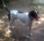 . Rufus #2 .