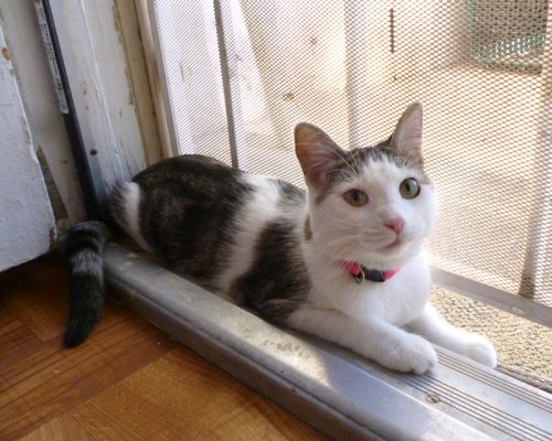 . Lilly .