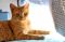 . Barn cats .
