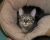 . Juliet (& Romeo Bonded Pair) .