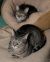 . Juliet (& Romeo Bonded Pair) .