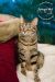 . Romeo (& Juliet Bonded Pair) .