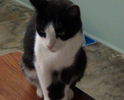 . Oreo .
