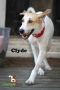 . Clyde .