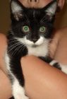 Oreo