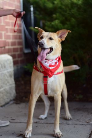 Photo of Sweetie Pie