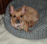 Scrappy