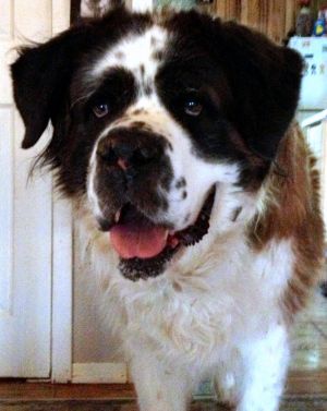 Adopted Found Their Forever Home Colorado Saint | adopted found their forever home colorado saint Adopted Found Their Forever Home Colorado Saint | adopted found their forever home colorado saint