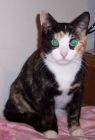 LEIA*MISSING*REWARD OFFERED*