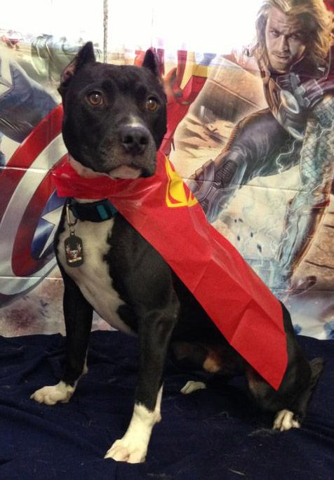 . Pittie Cent .