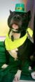 . Pittie Cent .