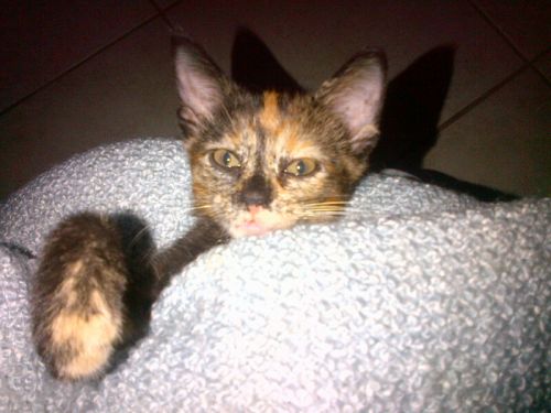 COSETTE