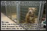 . FOSTERS NEEDED! Dogs of all ages/sizes .