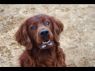 Rusty