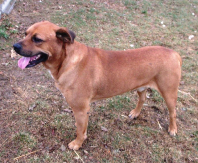 Rascal 73921 ($65 December adoption fee)