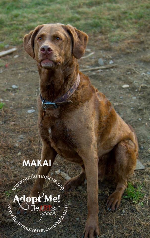Makai