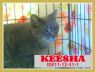Keesha