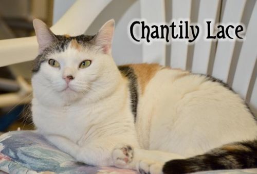 . Chantilly .