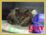 Lucy