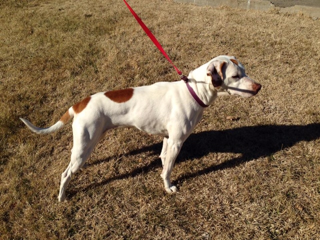 English best sale pointer rescue