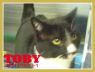Toby