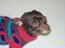 Choco *special Needs*