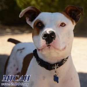 . MICAH .
