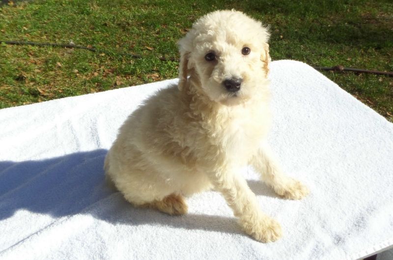 Pray... about a new puppy to train..