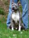 . Ziggy ( Smoke )010-09-2013-2 .