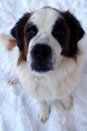 Adopted Found Their Forever Home Colorado Saint | saint bernard mix puppies for in nc pets wallpapers Adopted Found Their Forever Home Colorado Saint | saint bernard mix puppies for in nc pets wallpapers