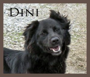 . Dini AA .
