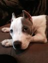 Phoebee - URGENT!!
