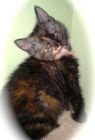 Caterina