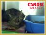 Candis