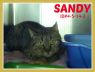 Sandy