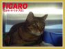 Figaro