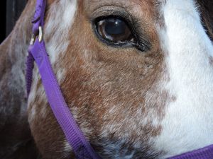 . Scout .